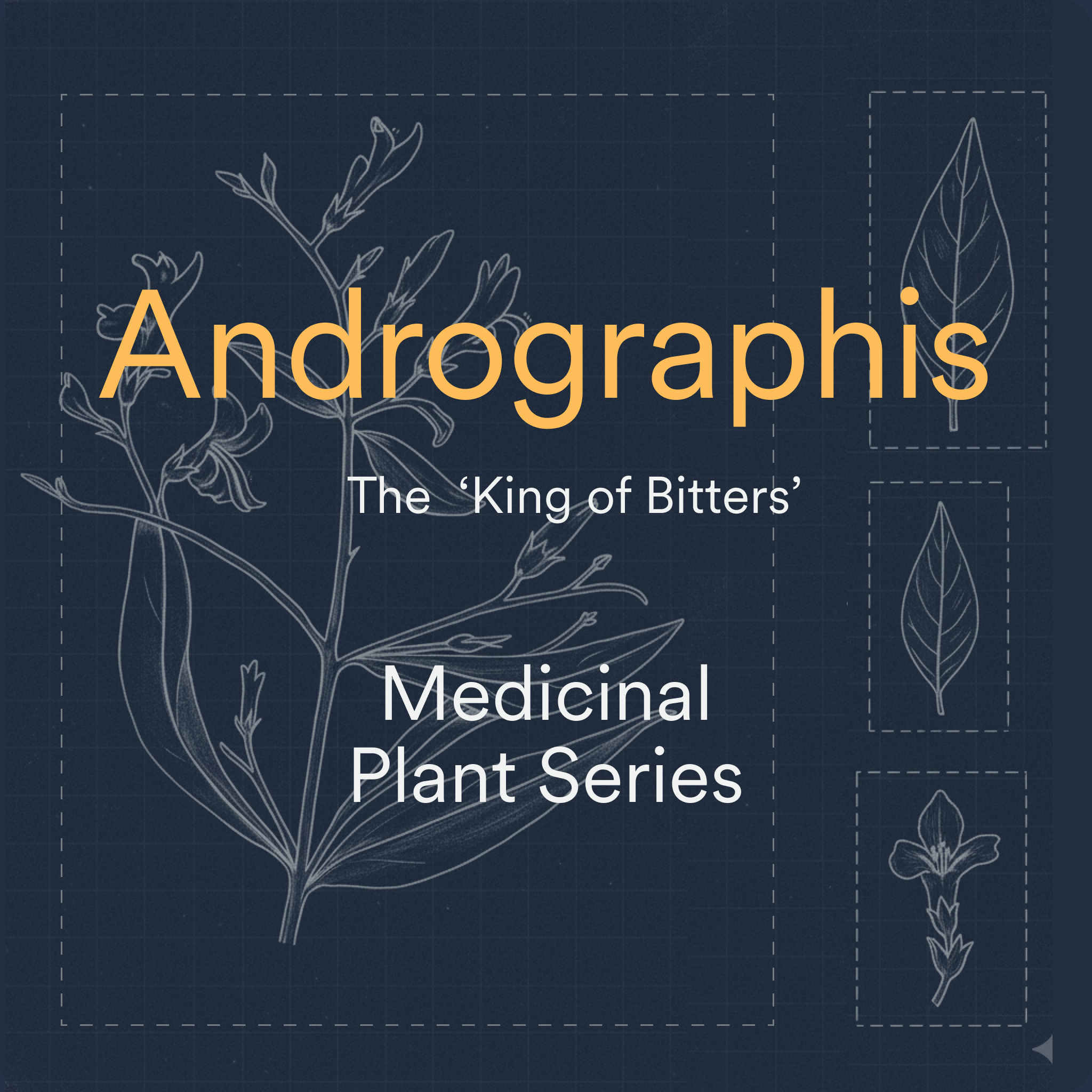 Image of Dark blue background with an outline of the andrographis plant and 3 detail images of leaves and the flower in the style of a blueprint.  Text 'Andrographis, the king of bitters. Medicinal Plant Series'