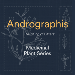 Image of Dark blue background with an outline of the andrographis plant and 3 detail images of leaves and the flower in the style of a blueprint.  Text 'Andrographis, the king of bitters. Medicinal Plant Series'
