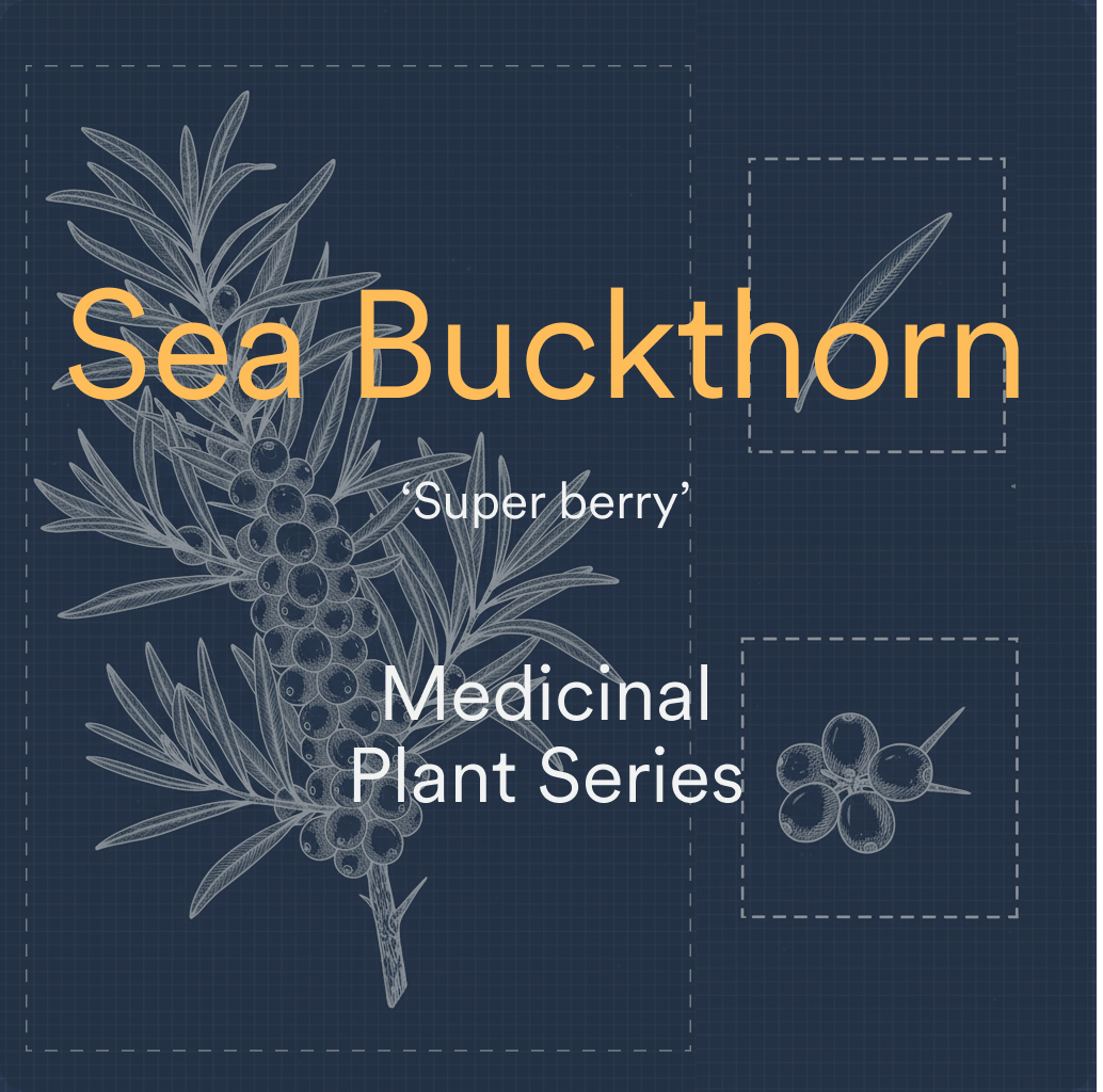 dark blue background with blueprint style outline of sea buckthorn plant and two detail images on the side of a leaf and berries.  Text reads, 'Sea Buckthorn Super Berry.  Medicinal Plant Series.'