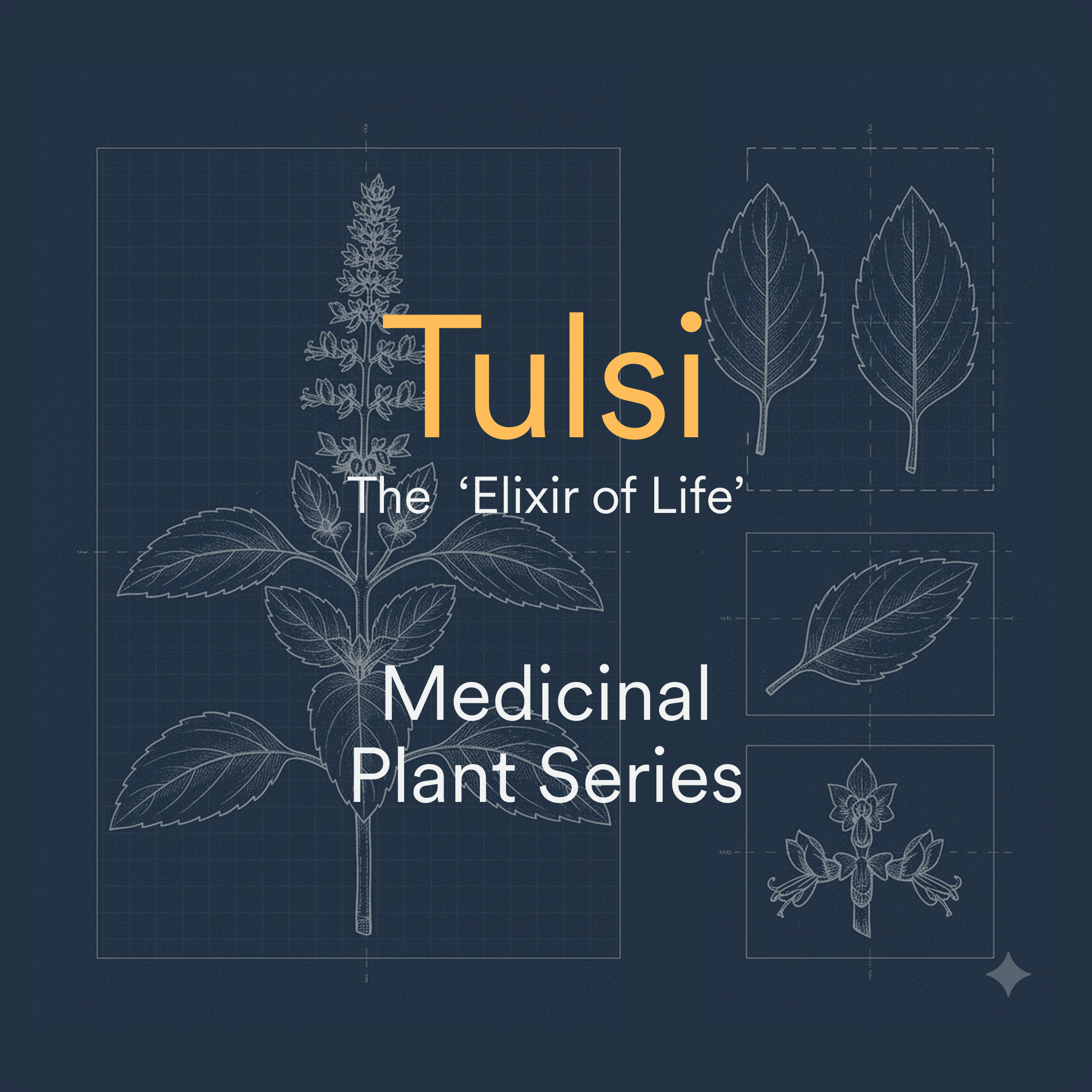 Image of Tulsi: The Sacred Herb That Helps You Thrive