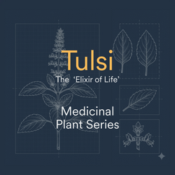 Image of Tulsi: The Sacred Herb That Helps You Thrive