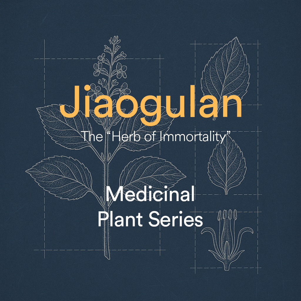 Jiaogulan: The 