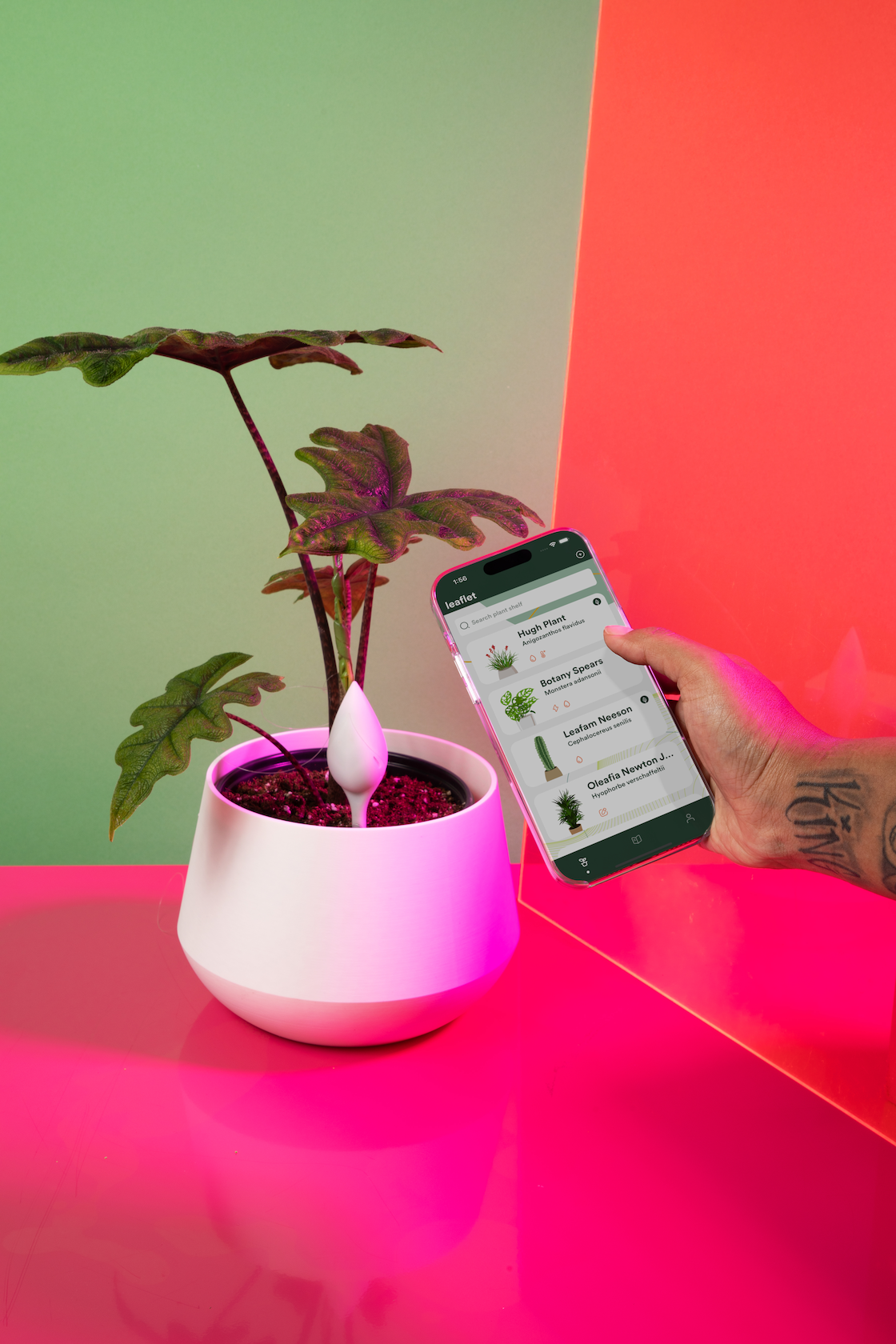 Image of A houseplant in a white pot with leaflet plant sensor in it, sitting on a bright pink surface with a green surface behind and a neon orange surface on the right.  There is a hand holding a phone with the leaflet app pointing at the plant. 