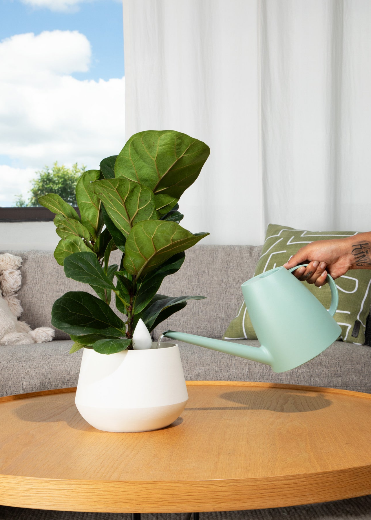 Image of a simple modern living room with a window and curtain in the background.  The composition is zoomed in on a round wooden coffee table with a fiddle leaf fig plant in a white pot with leaflet plant sensor in it.  There is a hand holding a light teal watering can watering the plant. 