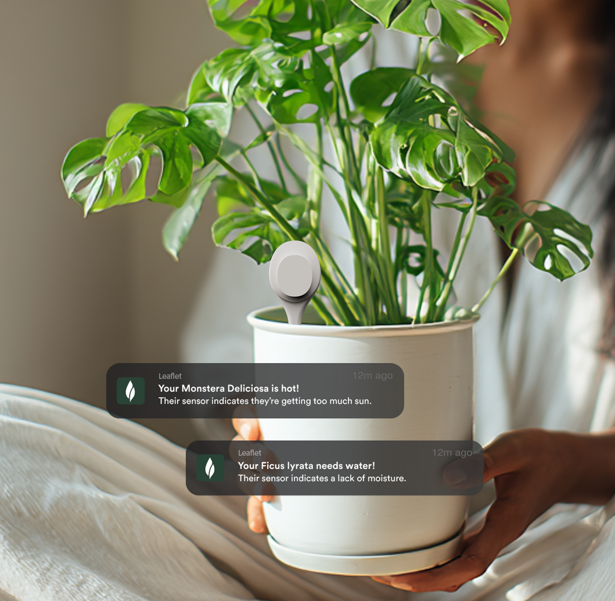 Image of Potted plant with leaflet smart sensor and notifications from the leaflet app on a blurred background